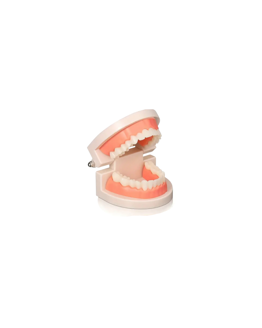 tooth gem display model, dental mouth model for tooth gems, tooth gem consultation tools, professional tooth gem supplies