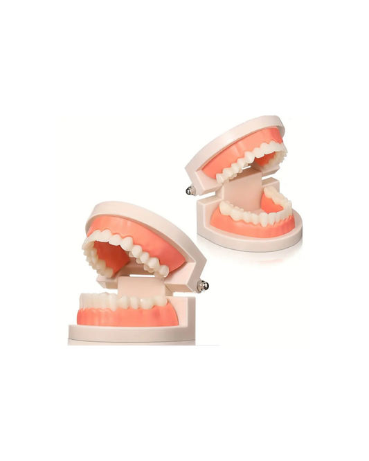 tooth gem display model, dental mouth model for tooth gems, tooth gem consultation tools, professional tooth gem supplies